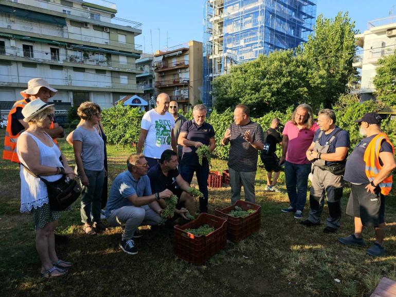 Άρχισε ο τρύγος στον αστικό αμπελώνα του Δήμου Θεσσαλονίκης