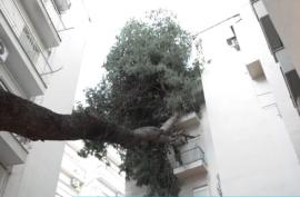 Θεσσαλονίκη: Τεράστιο δέντρο έπεσε σε πολυκατοικία