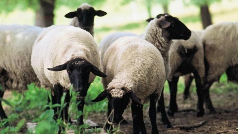 ΥΠΑΑΤ: Επιπλέον 21 εκατ. ευρώ στους κτηνοτρόφους για τα αιγοπρόβατα