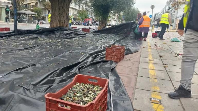 Ξεκίνησε η συγκομιδή των ελιών από τα δέντρα του δήμου Θεσσαλονίκης