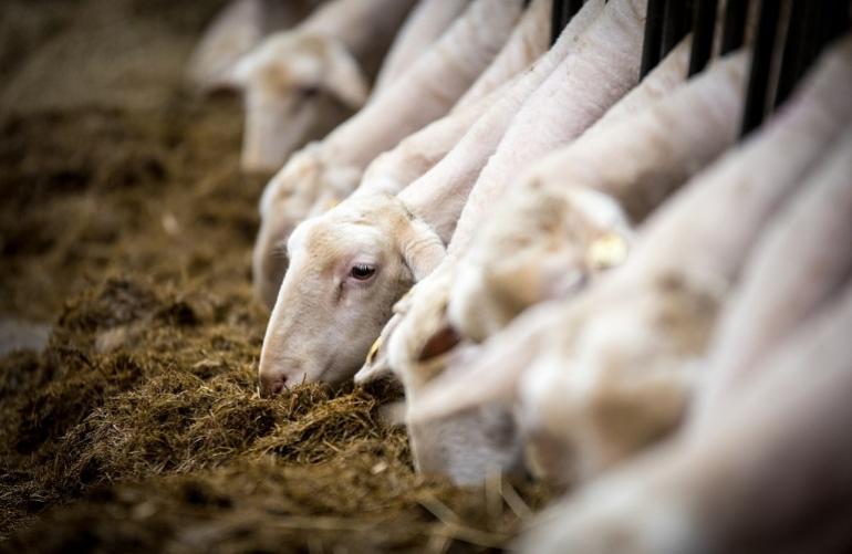 Χαλκιδική: Αίρονται τα μέτρα που είχαν ληφθεί λόγω υπόνοιας παρουσίας πανώλης μικρών μηρυκαστικών