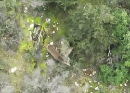 Ζευγάρι ζαρκαδιών εθεάθη για πρώτη φορά στο Σέιχ Σου - Έγκυος πιθανότατα το θηλυκό (φωτο)