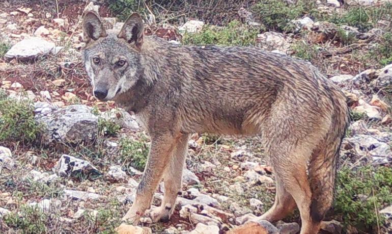 Επίθεση Λύκου στο Τατόι: «Με ακολούθησε, με δάγκωσε και με έγδαρε στη μέση»