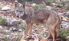 Επίθεση Λύκου στο Τατόι: «Με ακολούθησε, με δάγκωσε και με έγδαρε στη μέση»