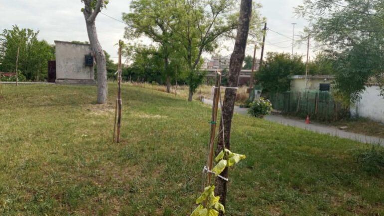 Θεσσαλονίκη: Βάνδαλοι κατέστρεψαν δέντρα που είχαν φυτευτεί για τα θύματα των Τεμπών