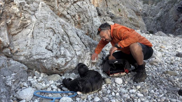 ΒΙΝΤΕΟ-Κουβάλησαν τραυματισμένη φώκια 15 κιλών για να την σώσουν στα Κύθηρα