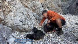 ΒΙΝΤΕΟ-Κουβάλησαν τραυματισμένη φώκια 15 κιλών για να την σώσουν στα Κύθηρα