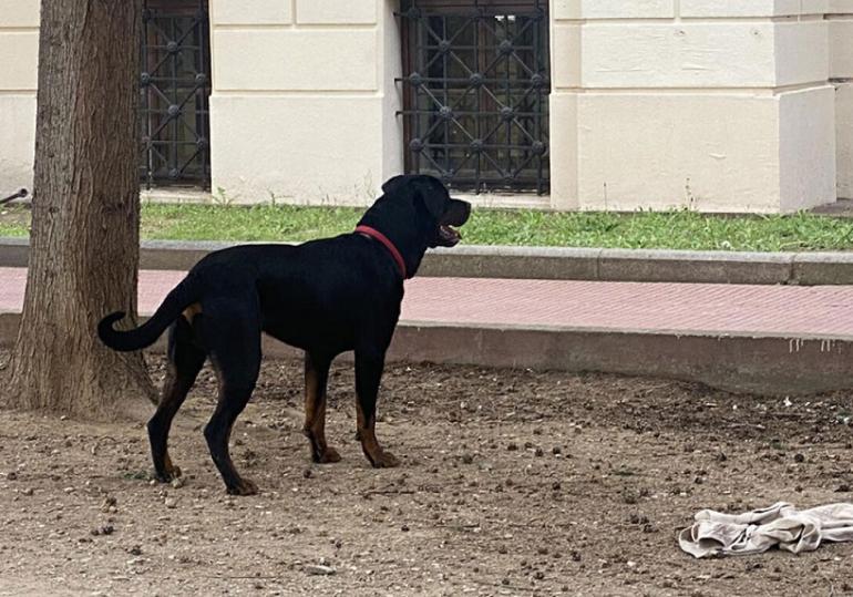 Θεσσαλονίκη: Ροτβάιλερ επιτέθηκε σε φοιτητές στο ΑΠΘ και τους έσκισε τα ρούχα (video)
