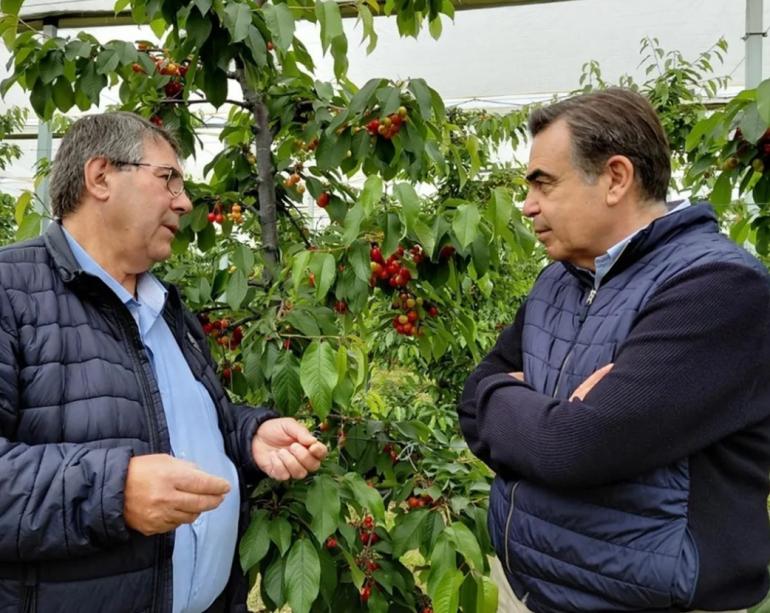 Μαργαρίτης Σχοινάς για Πέλλα: Τα κεράσια είναι ο “κόκκινος χρυσός” της περιοχής