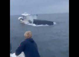 ΗΠΑ: Φάλαινα έπεσε σε βάρκα και εκτόξευσε στον αέρα τους ψαράδες (ΒΙΝΤΕΟ)