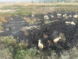 Θεσσαλονίκη: Πρόβατα εγκλωβίστηκαν σε βάλτο – Επιχείρηση από την Πυροσβεστική