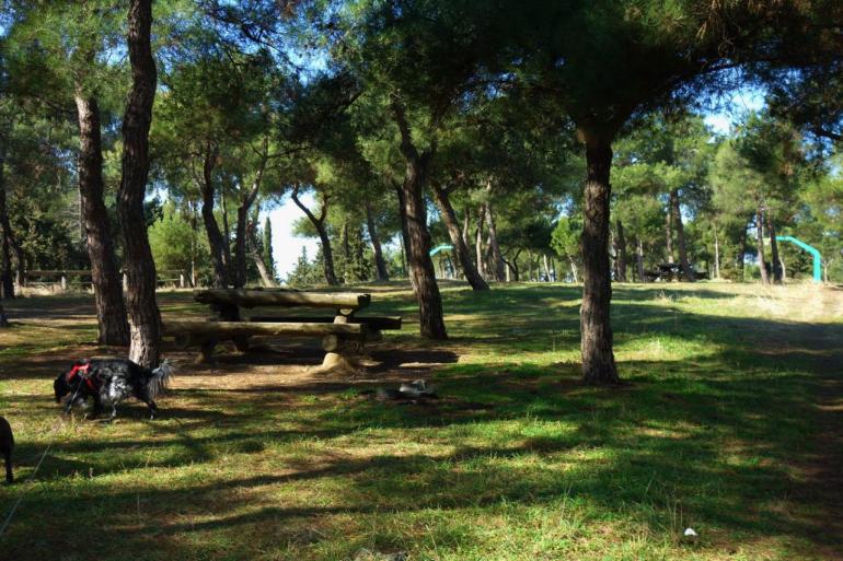 Θεσσαλονίκη: Υπό έλεγχο η προσβολή του Σέιχ-Σου από το φλοιοφάγο έντομο
