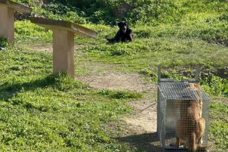 Άγρια επίθεση αδέσποτων σκυλιών σε 17χρονη - Νοσηλεύεται σε κρίσιμη κατάσταση