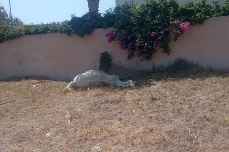 Σαντορίνη: Έδεσαν άλογο και το άφησαν να πεθάνει από τη δίψα