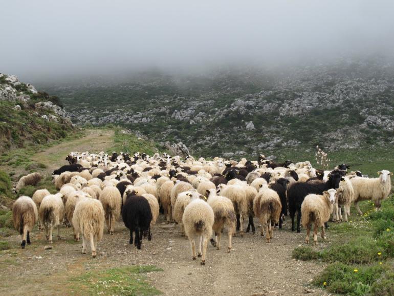 Σκάνδαλο ΟΠΕΚΕΠΕ: Σύγκληση της Επιτροπής Θεσμών ζητά το ΚΚΕ