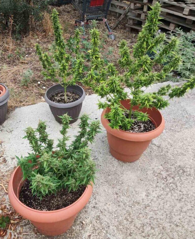 Θεσσαλονίκη: 42χρονος καλλιεργούσε κάνναβη στην αυλή του