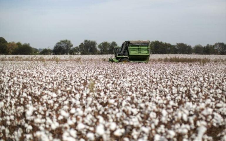 Πρωταθλήτρια η Ελλάδα στο ευρωπαϊκό βαμβάκι - Καλύπτει το 80% της συνολικής παραγωγής