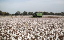 Πρωταθλήτρια η Ελλάδα στο ευρωπαϊκό βαμβάκι - Καλύπτει το 80% της συνολικής παραγωγής