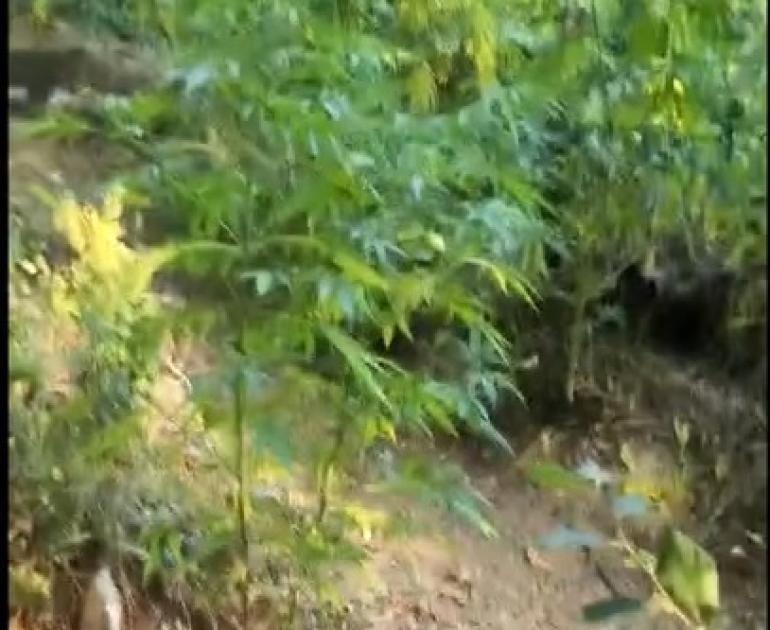 Θεσσαλονίκη: Φυτεία με χασισόδεντρα που έφταναν τα 2,5 μέτρα (video)