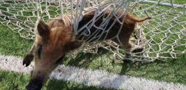 ΦΩΤΟ-ΒΙΝΤΕΟ-Θεσσαλονίκη: Ένα αγριογουρουνάκι θέλει να γίνει τερματοφύλακας!