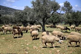 Ευλογιά αιγοπροβάτων: Κρίσιμο το δίμηνο έως το Πάσχα - Εντατικοί έλεγχοι και αυξημένα μέτρα